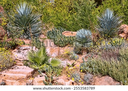 Similar – Image, Stock Photo Blooming desert agave in the Anza Borrego State Park, Caifornia