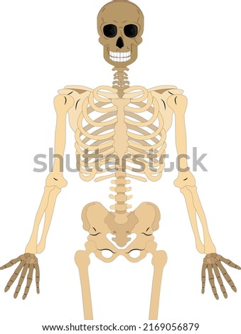 skeletal human bones isolated on white background. Vector illustration.  Illustration from vector about science and medical.