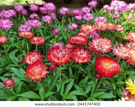 Similar – Image, Stock Photo Strawflower, red cultivar