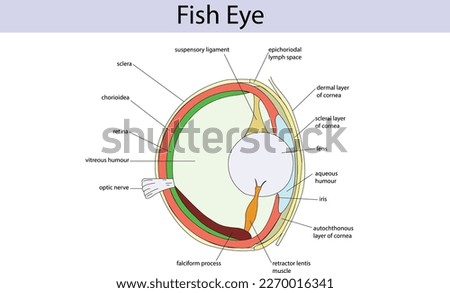 Fish Eye Anatomy vector biology science illustration 