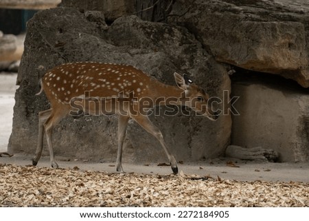 Similar – Image, Stock Photo fawn vienna wildlife