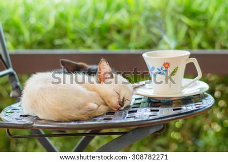 Cat cafe, white kitten sleeping on a chair with a cup of coffee