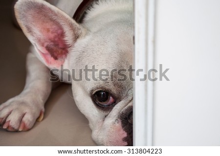 Sad and Hidden Dog (French Bulldog)