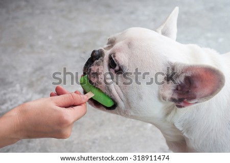 White French Bulldog hold ice-cream in his mouth from girl hand