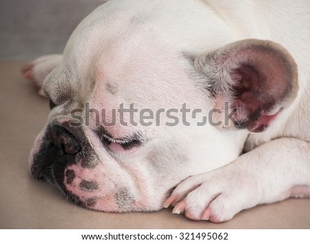 Cute White French Bulldog sleep