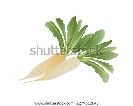 white radish Ingredients for Healthy Cooking. Radish in handwriting style. Vector illustration. daikon radishes. white radish vector illustration with radish green leaves.