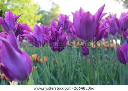 Purple tulips in city park