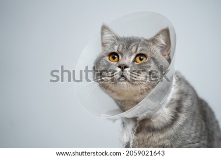 Plastic protective collar for animal on cat of British breed posing in studio. Recovery collar method of preventing animals from aggravating healing wound. Portrait scottish cat in veterinary collar. Foto d'archivio © 