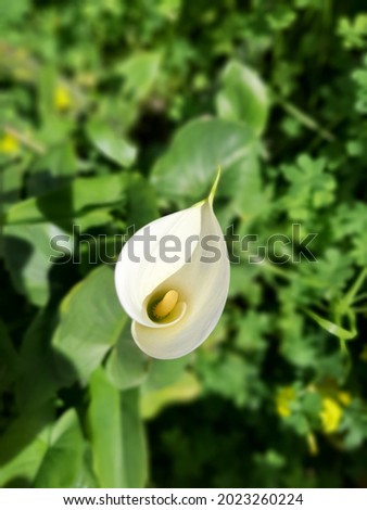 Flor trompeta muy popular en el sur de España con hermoso tallo alto muy verde y de color blanca con el interior amarillo lleno de pistilos y situada en el jardín de mi casa Foto stock © 