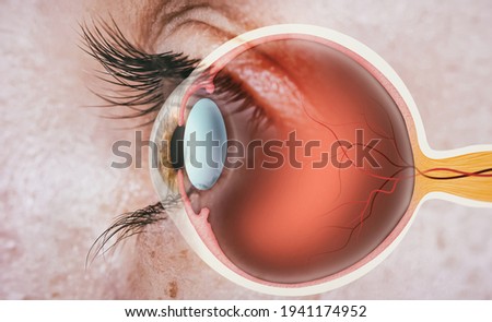 Structure of human eye. In side view.