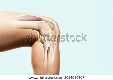 Human anatomy. The structure of the knee joint.  Сток-фото © 