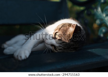 lonely cat lying down on bench in the park