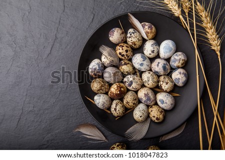 Similar – Image, Stock Photo Fresh quail eggs in woman’s hands from above