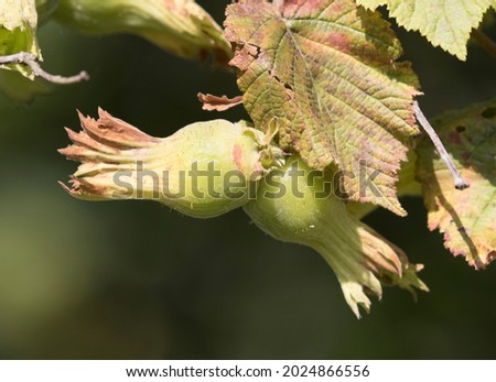 Sivri, a pointed tip cultivar of hazelnut (Corylus avellana). Stok fotoğraf © 