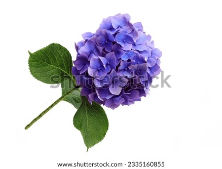 Similar – Image, Stock Photo purple flower with five petals on branch. Some unknown flower in forest in Latvia. grey blurred background.