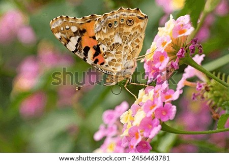 Similar – Foto Bild Vanessa cardui. Bunter Schmetterling auf einem Blatt sitzend. Selektiver Fokus auf Makrofotografie.