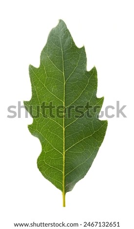 Similar – Image, Stock Photo Quercus robur oaks are reflected in a body of water with blades of grass in the bog