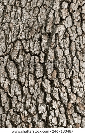 Similar – Image, Stock Photo Quercus robur oaks are reflected in a body of water with blades of grass in the bog