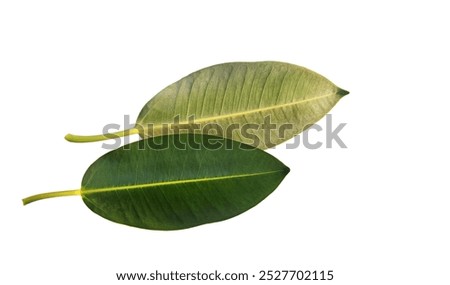 Similar – Image, Stock Photo Two houseplants Ficus elastic in white ceramic flower pots.