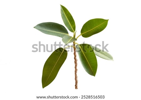 Similar – Image, Stock Photo Two houseplants Ficus elastic in white ceramic flower pots.