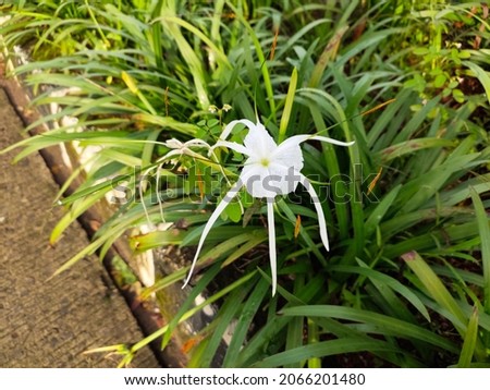 Bakung bunga Lili (bunga)