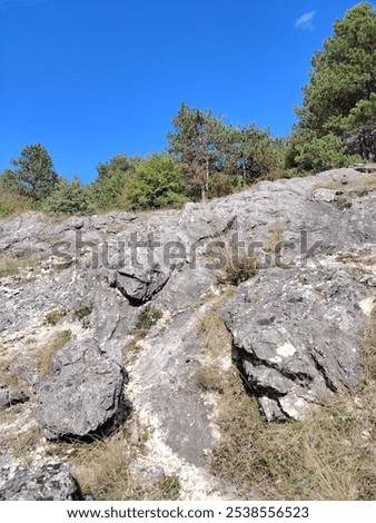 Similar – Foto Bild Nadelbäume Lichtung Waldweg im Herbst Tilt Effekt