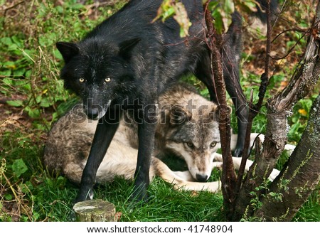 A black wolf standing over another wolf from the pack.