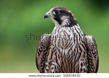 Young Peregrine Falcon side profile