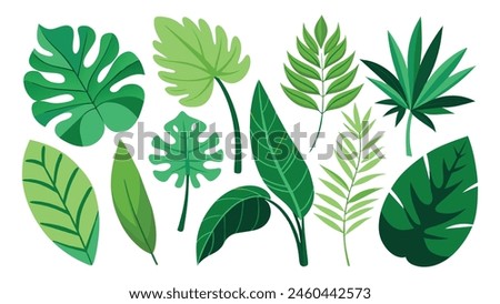 Tropical leaves. Cartoon jungle exotic palm plants and flowers. Banana, philodendron, plumeria, monstera leaf isolated on white background. Floral element vector set