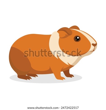 
Guinea animal flat vector illustration on white background.