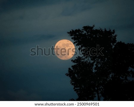 Similar – Foto Bild Vollmond hinter Baumzweigen bei Nacht