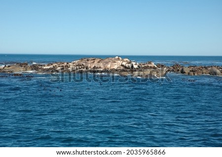 A big group of Cape Fur Seal at Seal island, Cape Town ストックフォト © 
