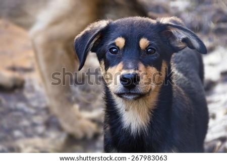 Puppy in a shelter for homeless dogs.A closeup.
