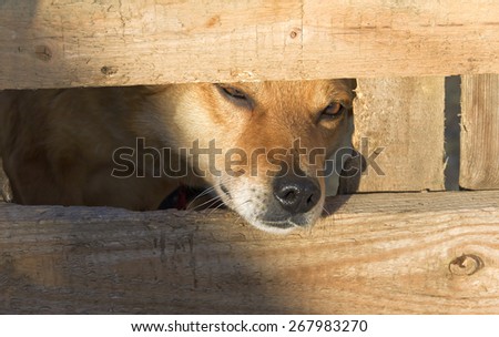 Red dog peeks out between the boards.The shelter for homeless animals.