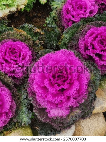 Similar – Image, Stock Photo pink cabbage in a flower vase with strong depth of field