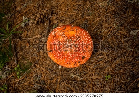 Similar – Image, Stock Photo Amanita muscaria mushroom at the woods