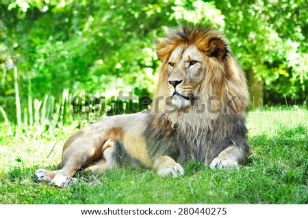 Male of lion lying in nature
