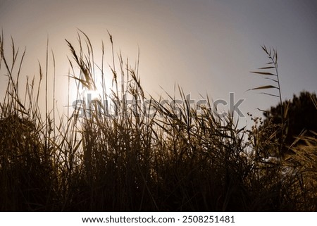 Similar – Image, Stock Photo Reed in the evening backlight on the banks of the Warnow