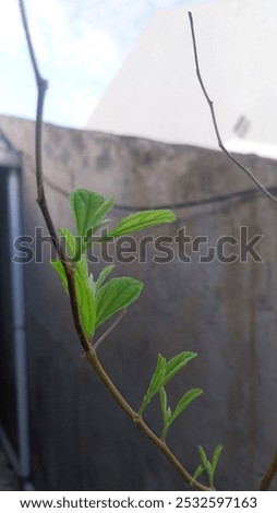 Similar – Image, Stock Photo Extreme drought Flower