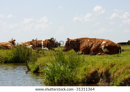 Dutch landscape with meadow, water and cows