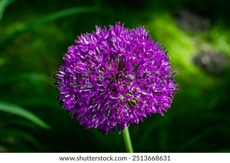 Similar – Image, Stock Photo ornamental onion allium