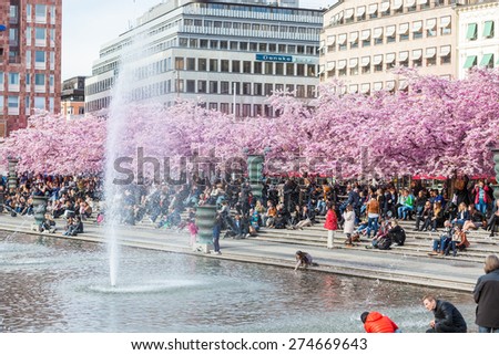 STOCKHOLM, SWEDEN - APRIL 23, 2015: People visiting Garden of King, Kungstradgarden in Swedish, with cherry blossoms. Sakura trees were planted in 1998
