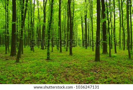 Beautiful Green