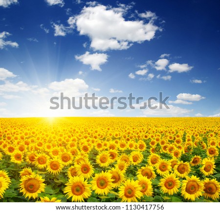 Similar – Image, Stock Photo Sunflower field at sunset