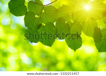 Green Leaves