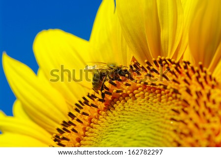 bee collects pollen in the sunflower