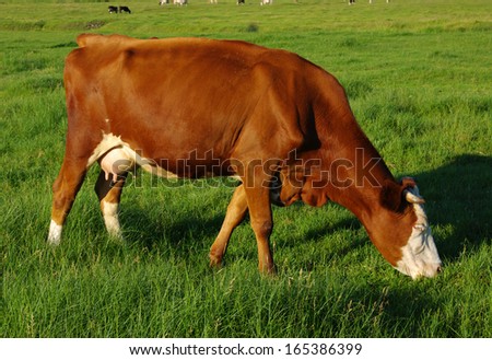 Cow grazing on a green  meadow