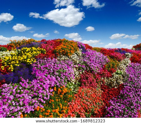  flowers growing on the field. colorful floral background Stock foto © 