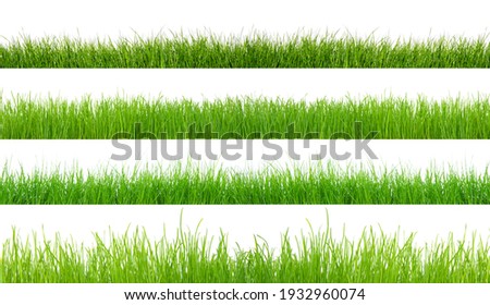 Green grass isolated on white background. The collection different types of lawn