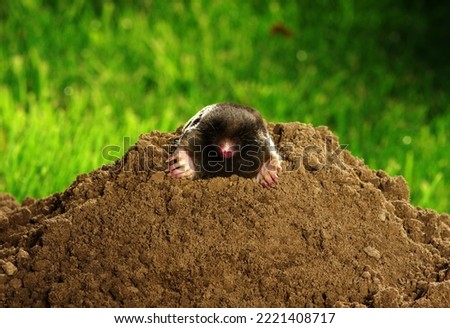 Similar – Image, Stock Photo Mole heap in a meadow